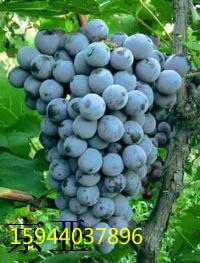 茉莉香大棚葡萄苗供应茉莉香大棚葡萄苗，着色香葡萄苗种植，出售葡萄苗，郁金香葡萄苗，