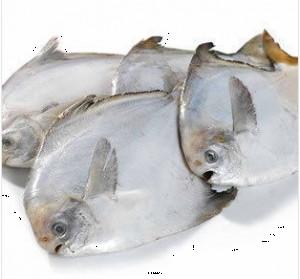 供应印度多宝鱼金线鱼