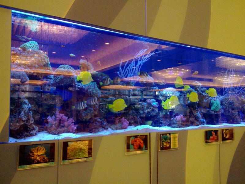 供应水生财鱼缸公司世界之窗海水缸定做制冷鱼缸配置安装