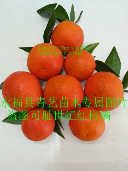供应华南世纪红柑橘果苗种植园