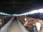 供应山西养殖厂改良黄牛