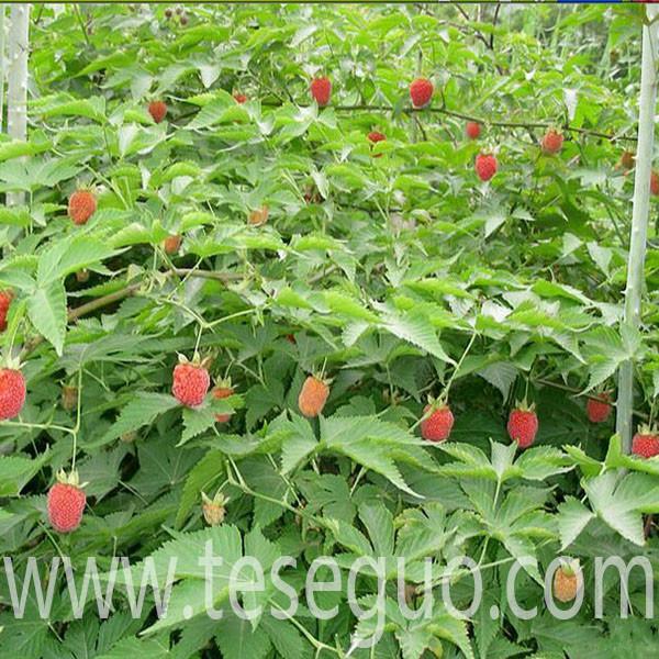 供应用于农业水果种植的覆盆子种苗  覆盆子掌叶树莓种苗