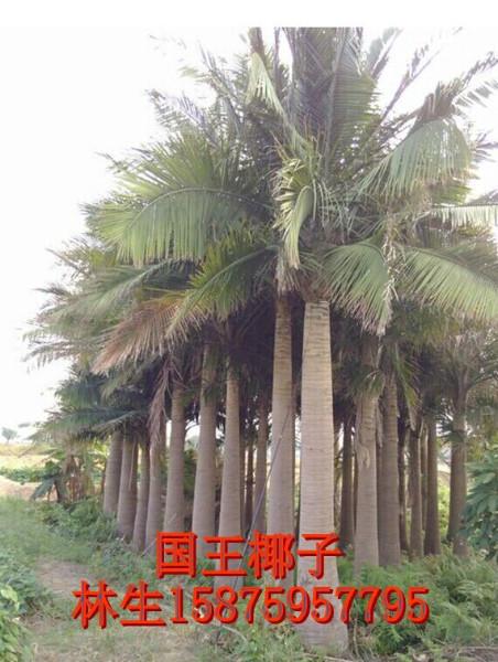 国王椰子种植基地批发