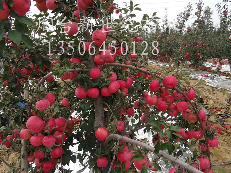 供应烟台苹果苗 2公分苹果树 3公分苹果树报价
