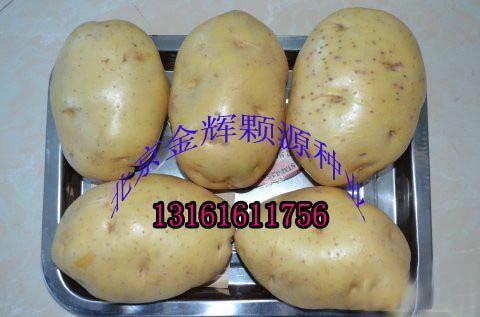 供应土豆种子/土豆种子价格/黑土豆种子厂家图片