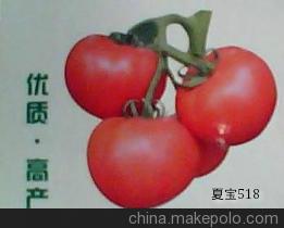 供应夏宝518番茄种子