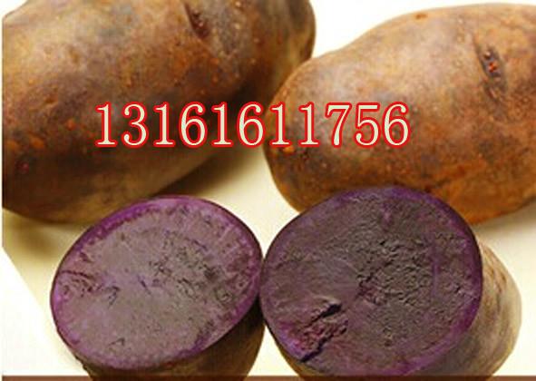 金紫黑土豆种子批发