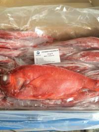 供应南极红斑鱼