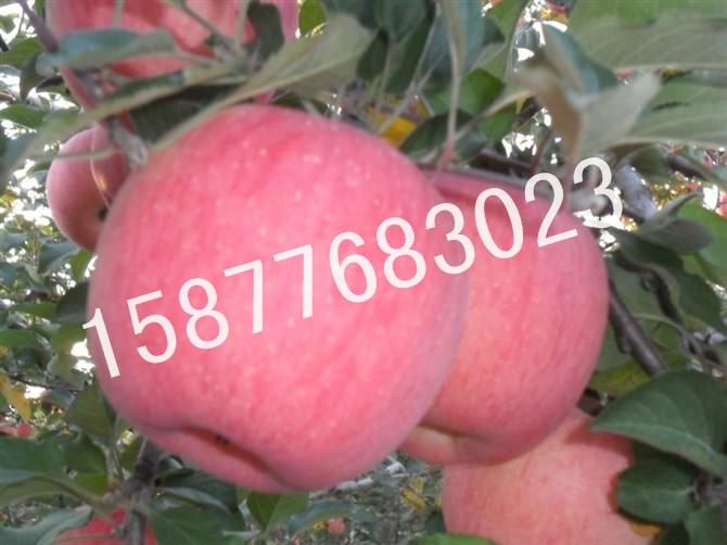 供应韩城红富士苹果批发，陕西韩城红富士苹果批发价格哪家便宜，哪家好？