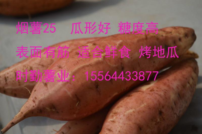 供应北京电烤红薯，北京烟薯25批发，北京缸烤红薯直销，北京烤红薯