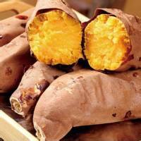 供应山东德州烟薯25种植地基 烟薯价格 山东烟薯供应商