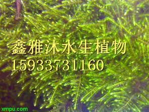安新县沉水植物种植价格 苦草种植 伊乐藻种植 金鱼藻种植 沉水植物种苗等图片