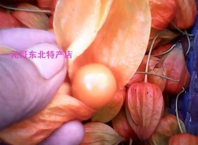 红菇娘种子批发