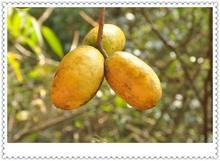 供应用于中草药水果的五叶木通九月黄黄金蕉土香蕉苗图片