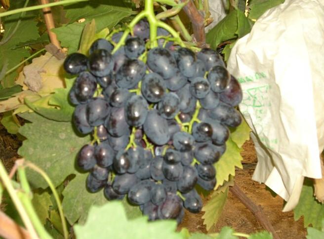 四平市通化出售夏黑葡萄苗厂家供应通化出售夏黑葡萄苗，白山蜜汁葡萄苗价格