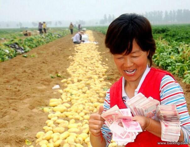北京市马铃薯种子厂家供应马铃薯种子脱毒马铃各地土豆种子价格批发价格-各地土豆种子