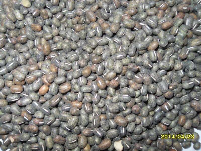 黑绿豆种子图片
