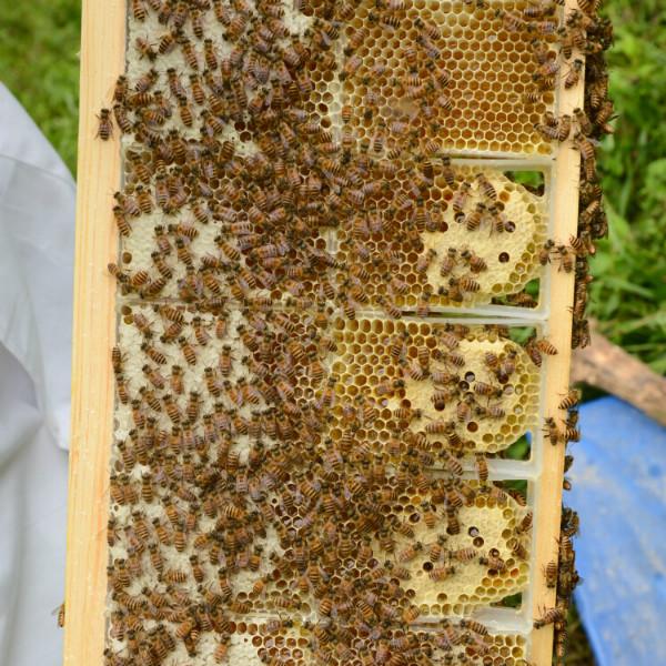 供应蜂巢蜜，西南四川蜂巢蜜首选