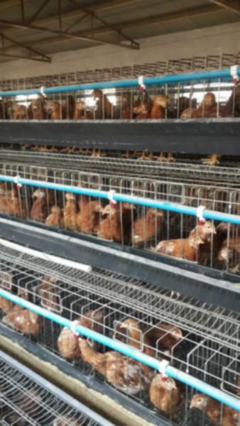 鹤壁市我厂常年出售青年鸡青年鸡品种厂家