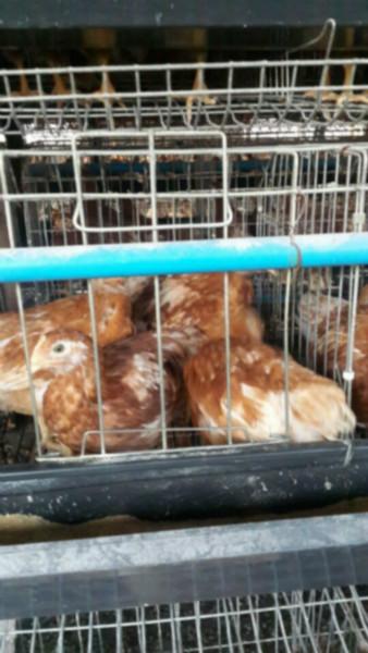 鹤壁市我厂常年出售青年鸡青年鸡品种厂家供应我厂常年出售青年鸡青年鸡品种