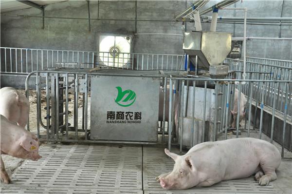 供应现代养殖技术对母猪的危害需要母猪智能化精确饲喂系统图片