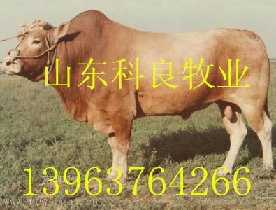 供应湖南肉牛犊哪里有卖的？