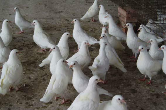 供应纯种白羽王肉鸽的最新价格养殖技术