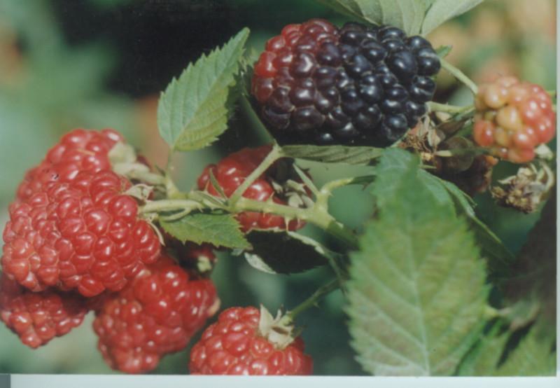 供应优质红莓黑莓苗