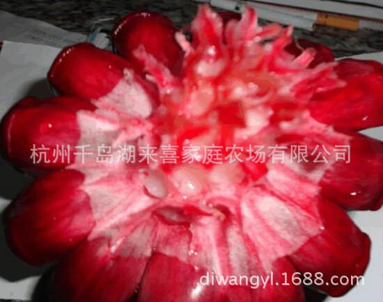菠萝葡萄黑老虎布福娜苗供应用于中药材水果的菠萝葡萄黑老虎布福娜苗