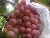 供应农产品食品红提葡萄