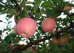 供应陕西新鲜水果批发红富士苹果批发团购脆甜苹果产地直销质量保证