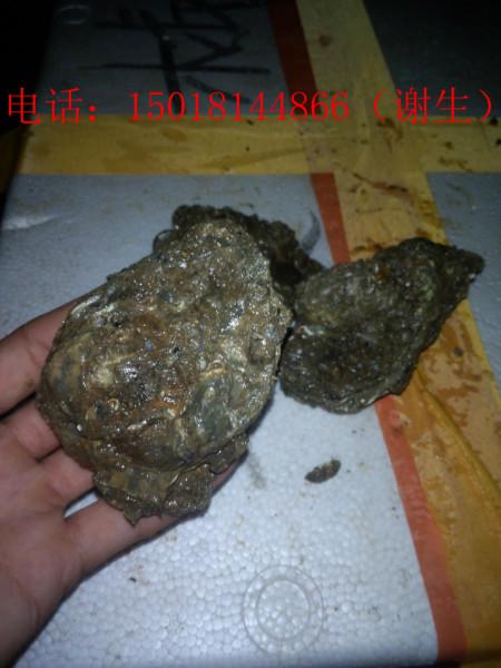 广东阳江生蚝阳江牡蛎供应批发