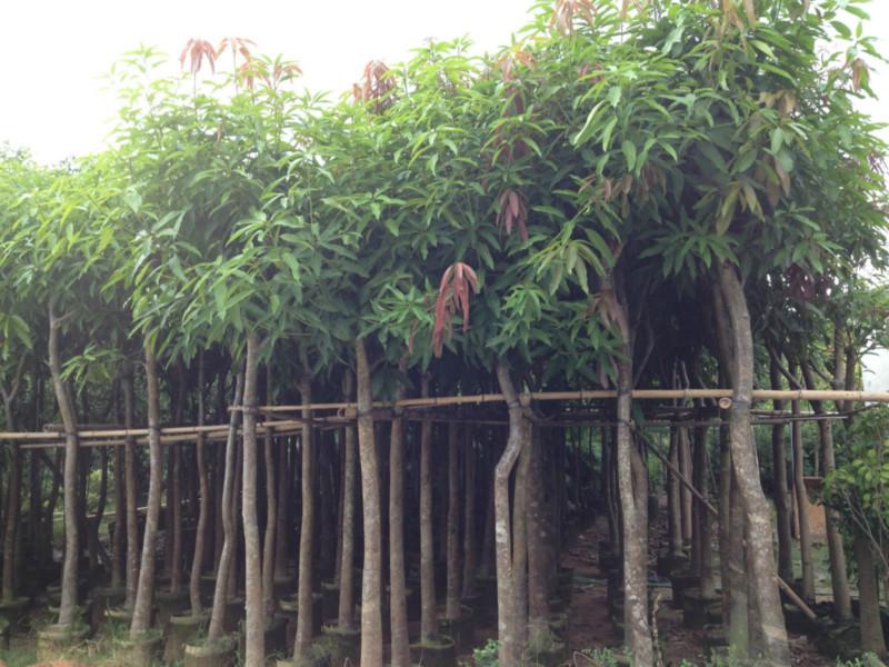供应广西南宁芒果树，广西崇左芒果树价格，广西哪里有芒果树，芒果树种植基地