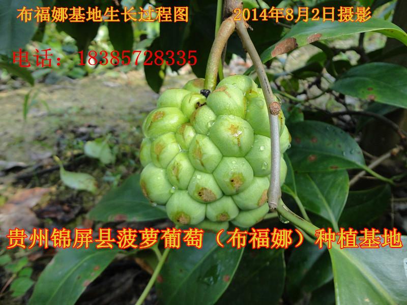 供应贵州菠萝葡萄苗批发，贵州菠萝葡萄苗直销商，贵州菠萝葡萄苗价格
