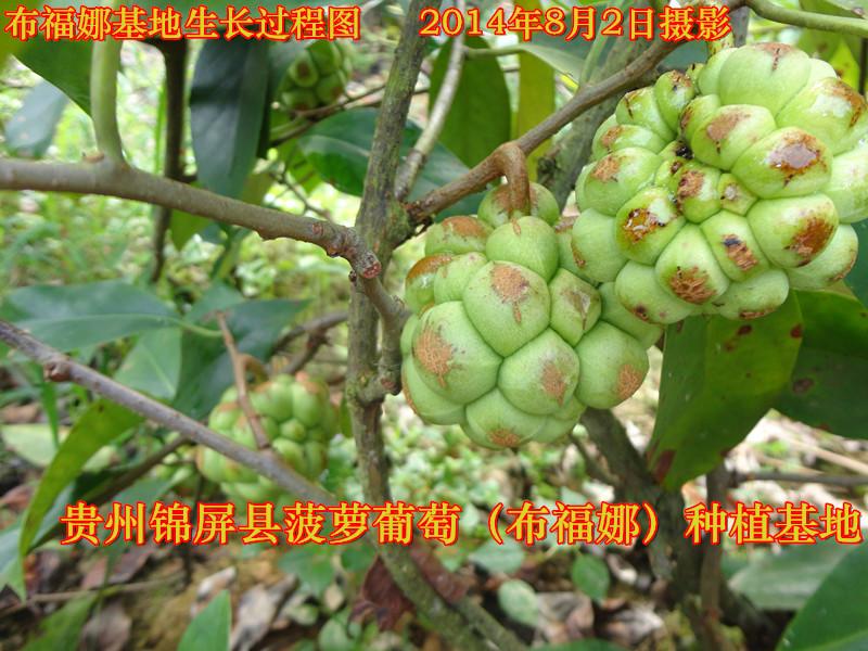 供应赣州菠萝葡萄种苗价格，赣州菠萝葡萄种苗批发商，赣州菠萝葡萄种苗