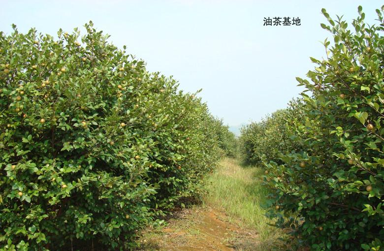 茶树_茶树供货商_供应红花油茶树、高产油茶