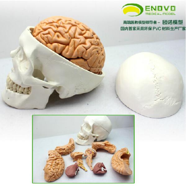 ENOVO正品人体头骨颅骨附脑模型头骨模型神经科模型
