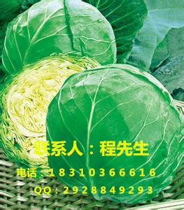 供应荷甘2号/圆白菜种子/大头菜种子图片