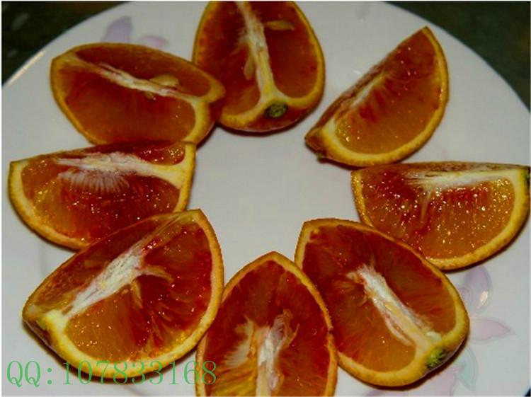 血橙苗供应血橙苗价格，血橙苗批发商，红肉脐橙苗
