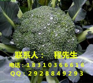 北京市深蓝色菜花种子/西兰花种子厂家供应深蓝色菜花种子/西兰花种子