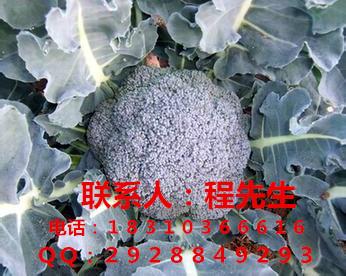日本进口耐寒-绿萝西兰花种子批发