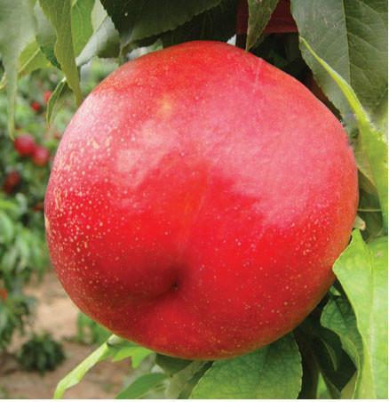 供应桃树苗、超红珠桃树苗品种