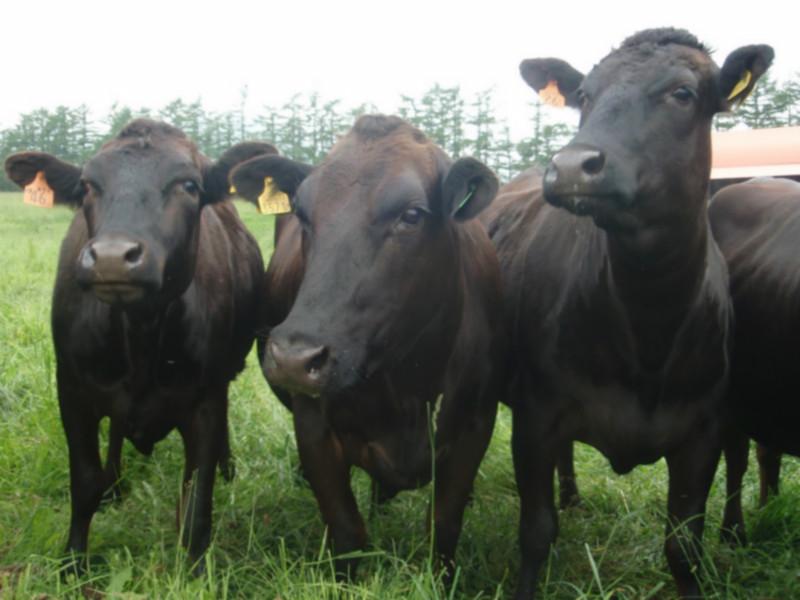 安格斯牛养殖技术 安格斯牛养殖技术怎样饲养管理安格斯牛