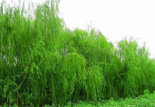 上海垂柳树供应上海垂柳树、上海垂柳树哪里有批发、上海垂柳树哪里有卖、南昌垂柳树