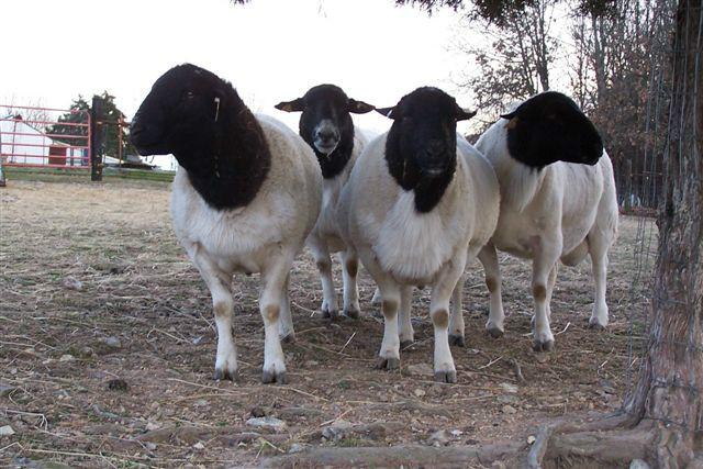 供应杜泊羊最新杜泊羊价格杜泊羊种羊多少钱一只