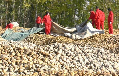 供应四川洋芋种子价格四川高产超级土豆种子培育中心图片