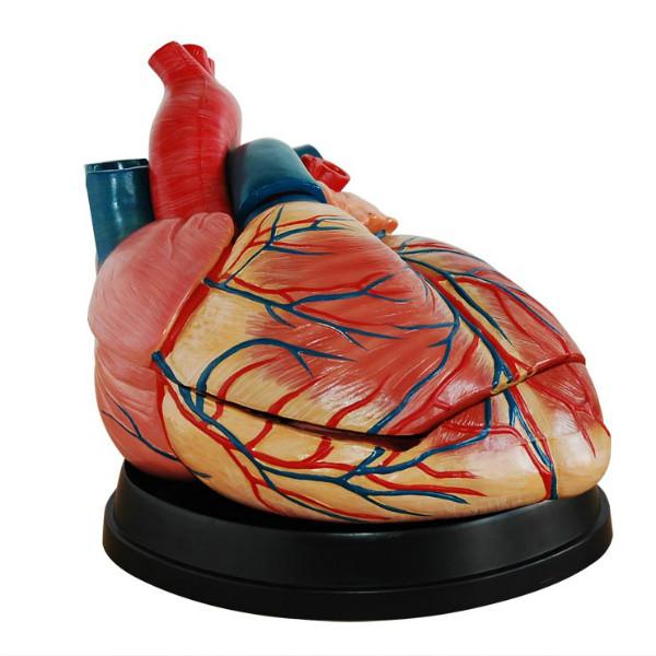 新型心脏解剖放大模型批发