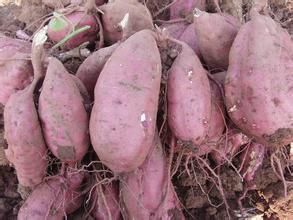 供应德州红薯种植基地报价，德州红薯种植基地批发，德州红薯种植基地直销