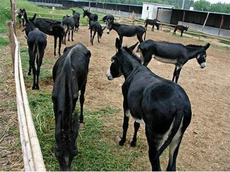 德州驴养殖场肉驴养殖基地 养驴基地