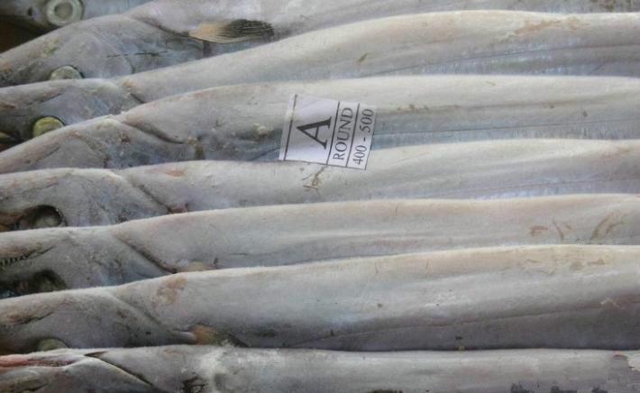 供应印度64厂带鱼多宝鱼